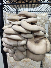 Blue Oyster Mushroom Fresh