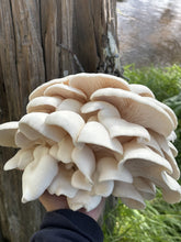 Snow White Oyster Mushroom Fresh