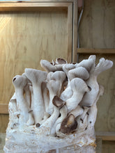 King Black Oyster Mushroom Fresh
