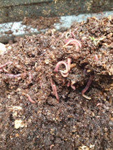 PRE ORDER ONLY: Mushroom Compost 20kg