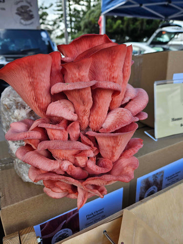 Pink Oyster Mushrooms with a Kiwi Twist!