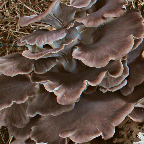 Italian Oyster Mushrooms with a Kiwi Twist!