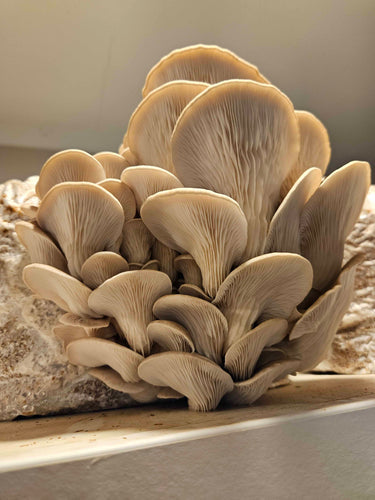 Discover the True Taste of Aotearoa with Native New Zealand Oyster Mushrooms!