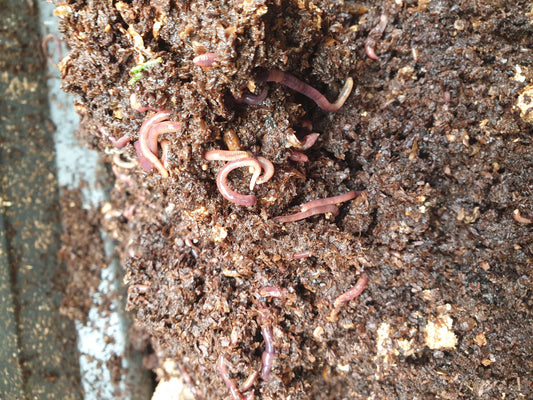 Boost Your Garden with the Power of Mushroom Compost!