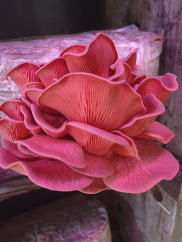 Pink Oyster Mushroom Fresh