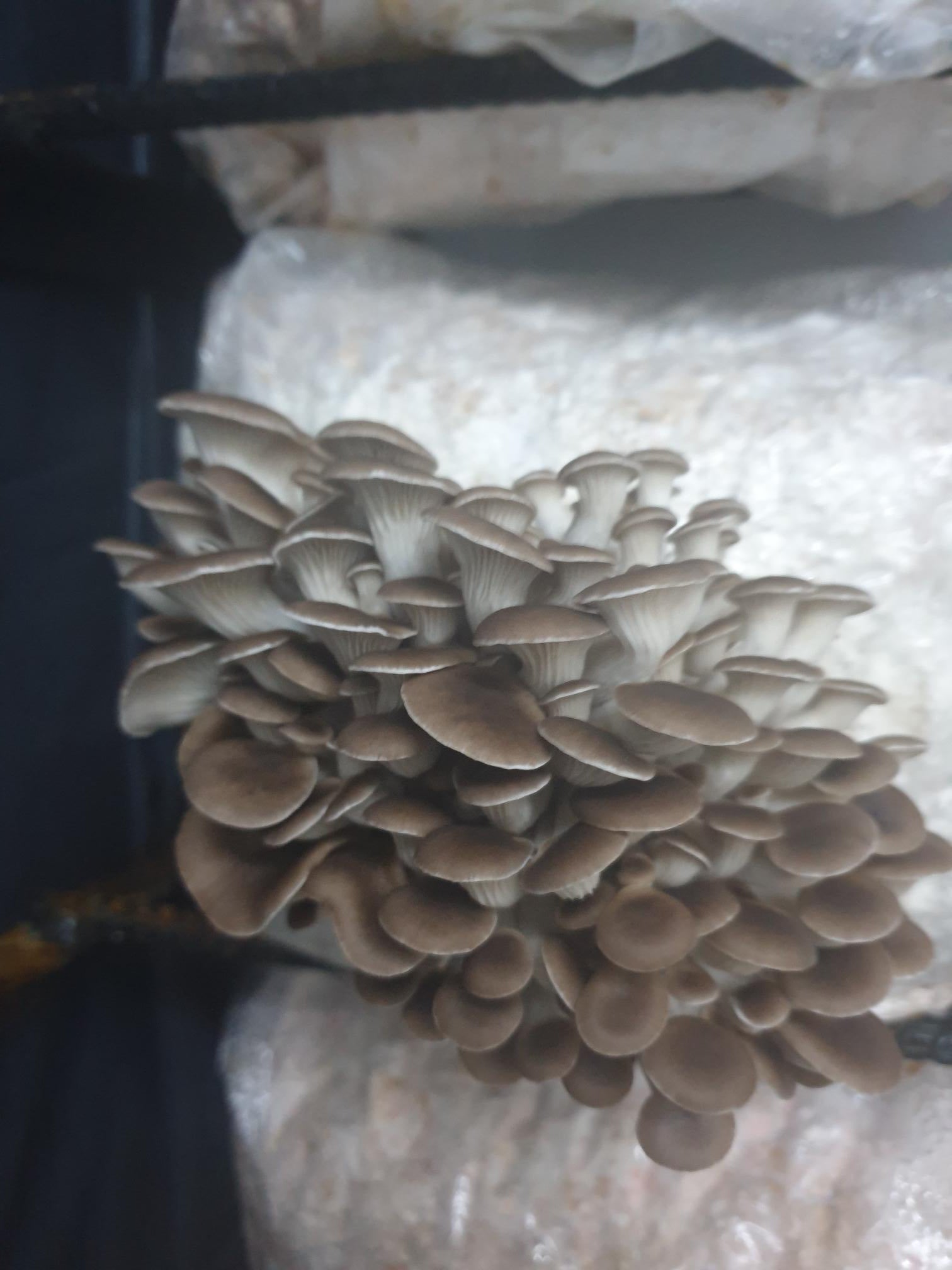 Italian Oyster Mushroom Fresh