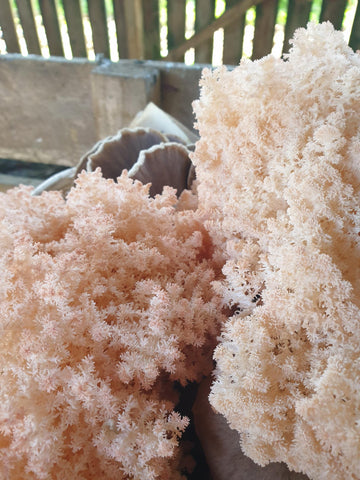 NZ Lion’s Mane Mushroom Fresh