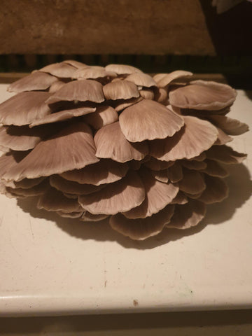 Italian Oyster Mushroom Fresh