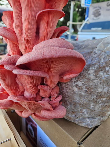 Pink Oyster Mushroom Fresh