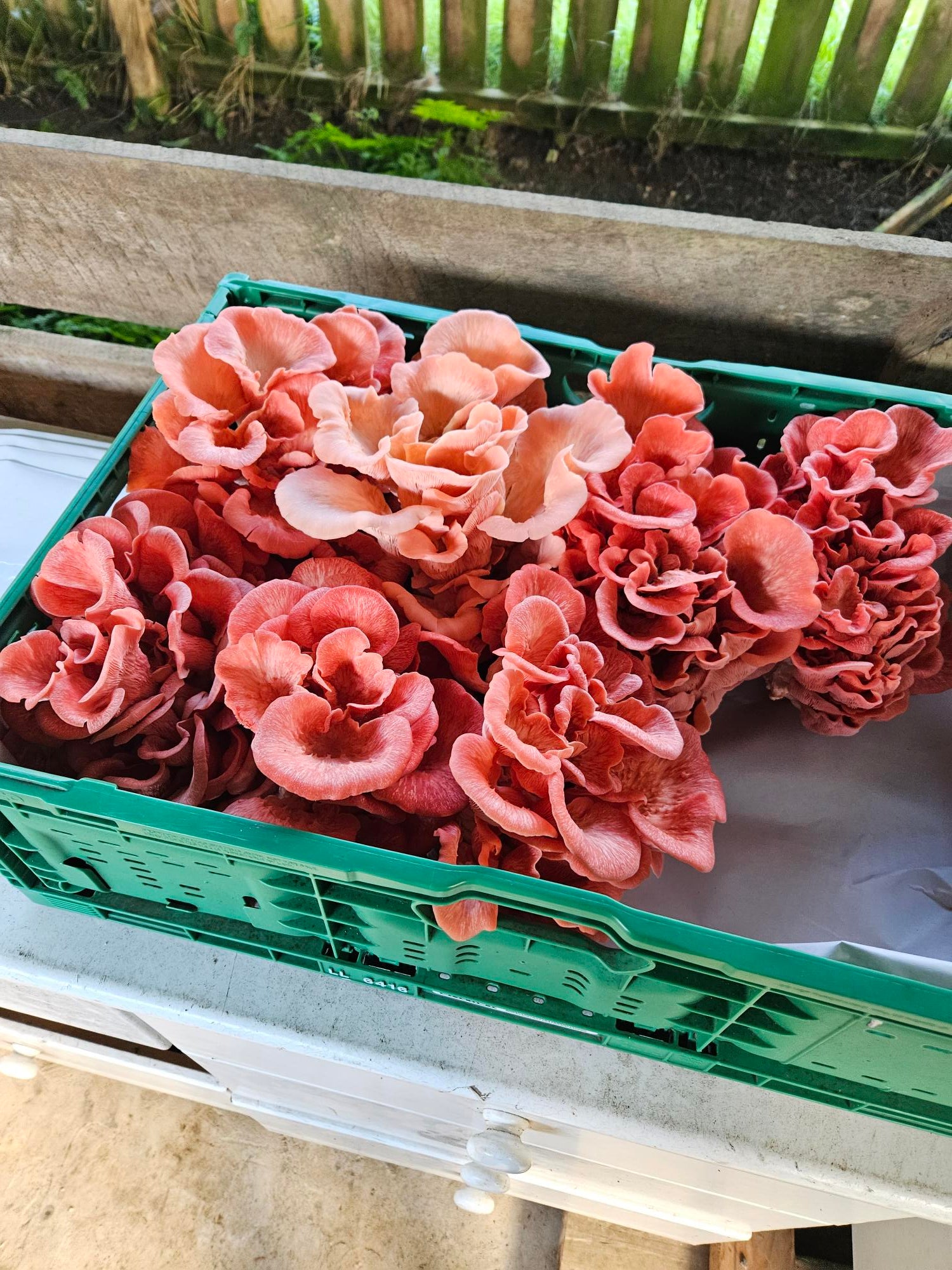 Pink Oyster Mushroom Fresh