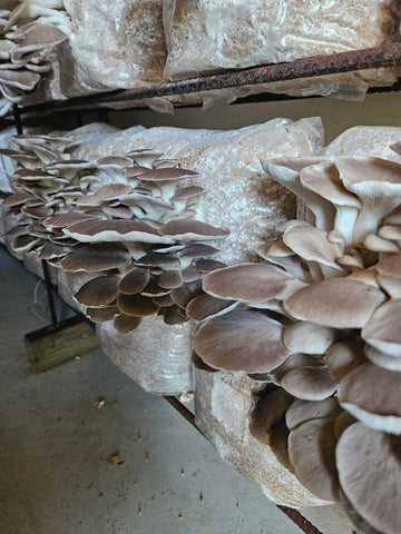 Italian Oyster Mushroom Fresh