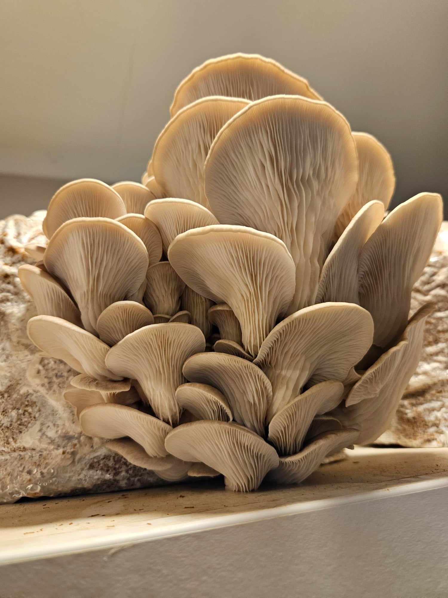 Raglan Oyster Mushroom Fresh