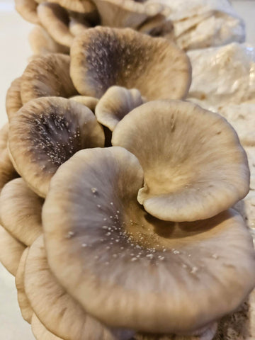 Raglan Oyster Mushroom Fresh