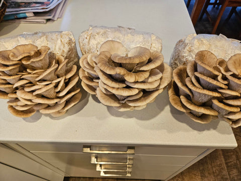 Raglan Oyster Mushroom Fresh