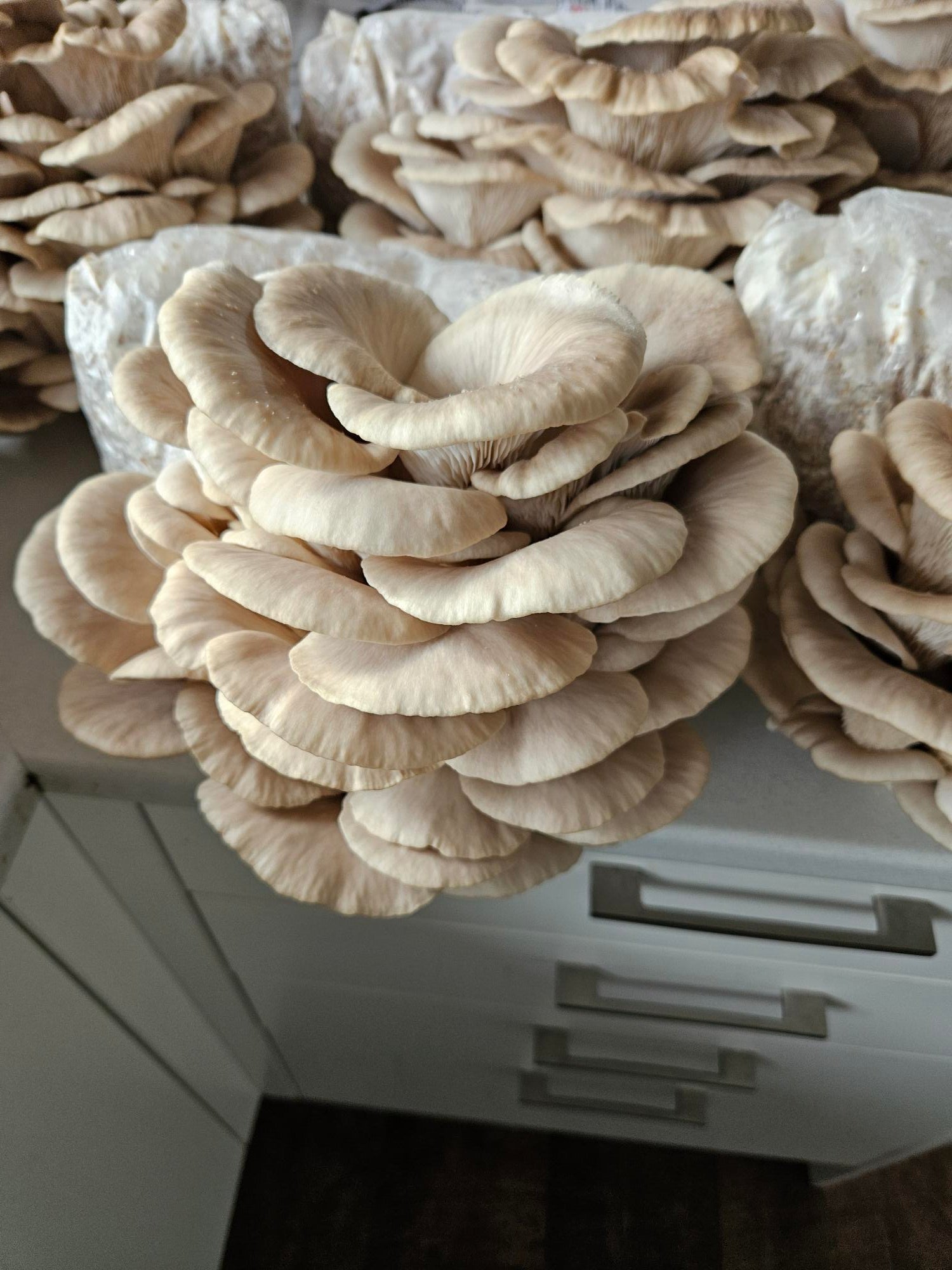 Raglan Oyster Mushroom Fresh