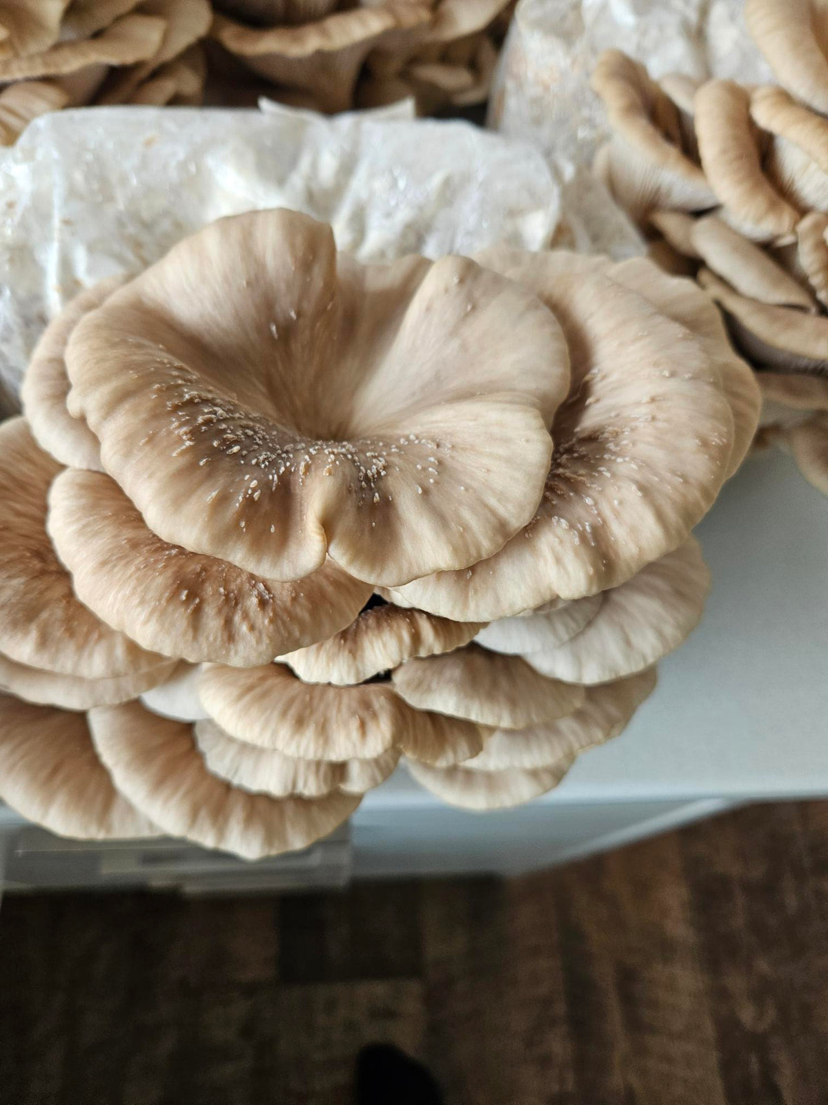 Raglan Oyster Mushroom Fresh