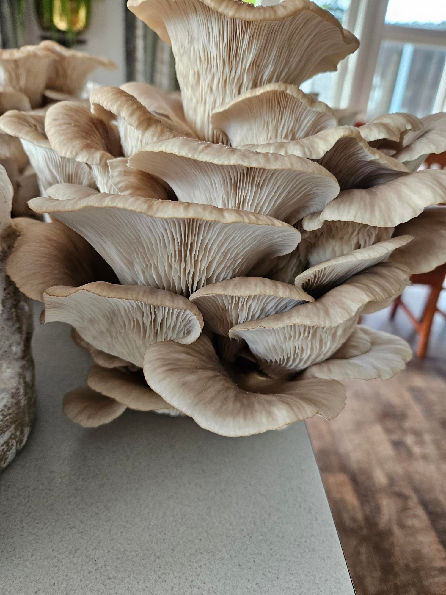 Raglan Oyster Mushroom Fresh