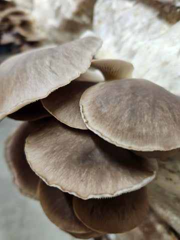 Italian Oyster Mushroom Fresh