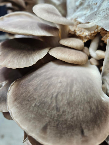 Italian Oyster Mushroom Fresh