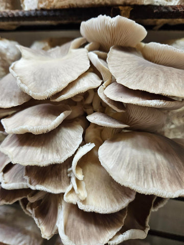 Italian Oyster Mushroom Fresh