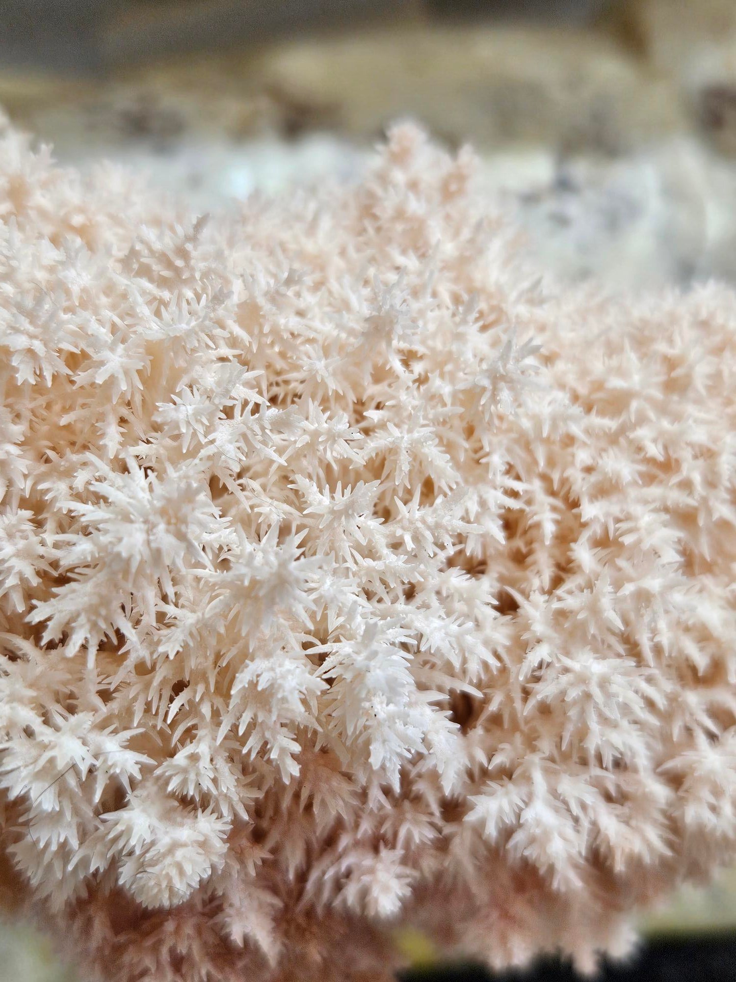 NZ Lion’s Mane Mushroom Fresh