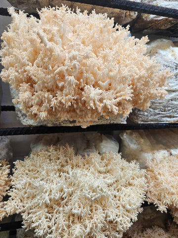 NZ Lion’s Mane Mushroom Fresh