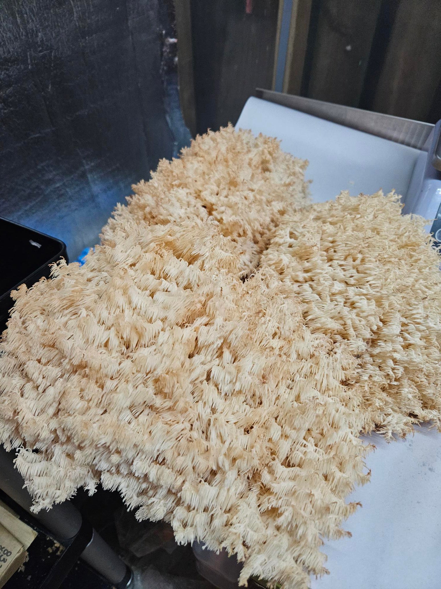 NZ Lion’s Mane Mushroom Fresh