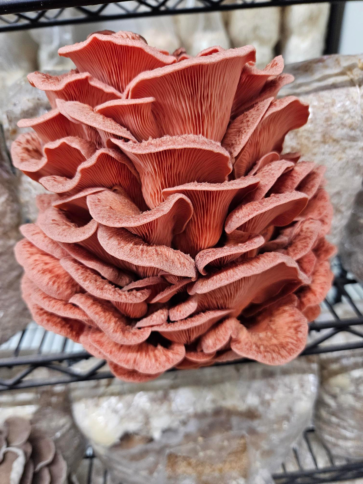 Pink Oyster Mushroom Fresh