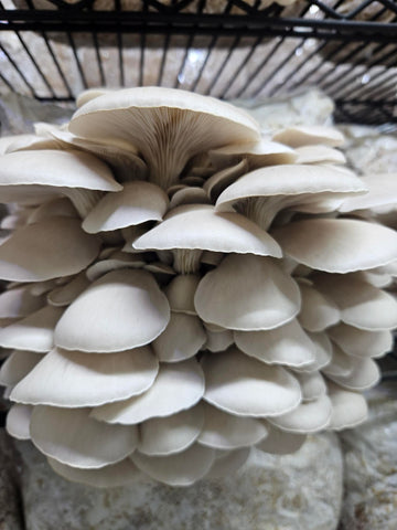 Pearl Oyster Mushroom Fresh