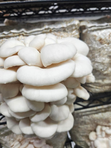 Snow White Oyster Mushroom Home Grow Kit