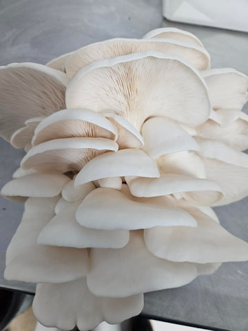 Snow White Oyster Mushroom Fresh