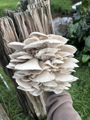 Pearl Oyster Mushroom Fresh