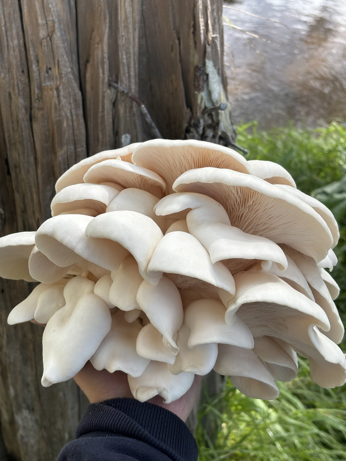Snow White Oyster Mushroom Fresh