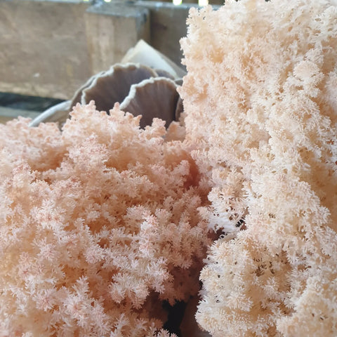 NZ Lion’s Mane Mushroom Fresh