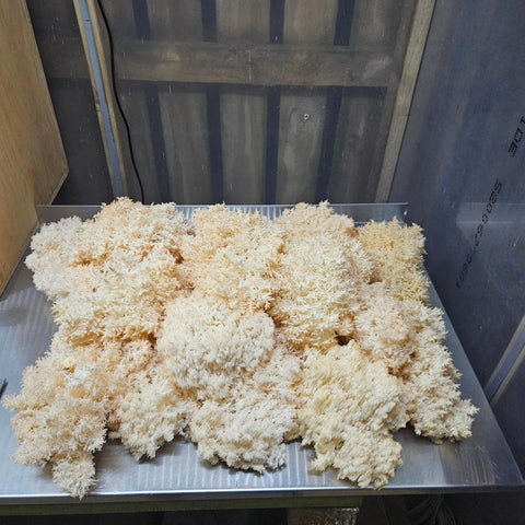 NZ Lion’s Mane Mushroom Fresh