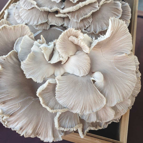 Freshly harvested Oyster and Lion’s Mane mushrooms, perfect for gourmet cooking and healthy seasoning