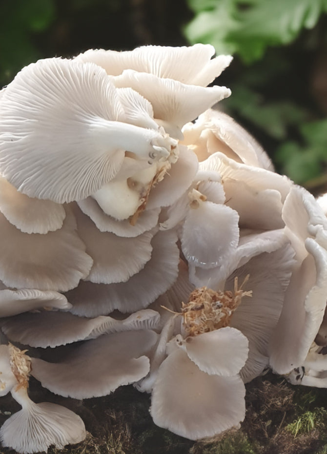 Locally grown gourmet mushrooms and NZ Lion's Mane supplements, crafted for natural wellness and brain health