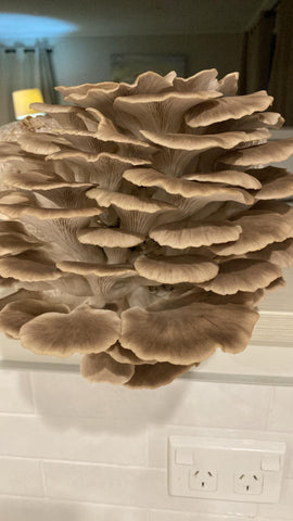 Italian Oyster Mushroom Fresh