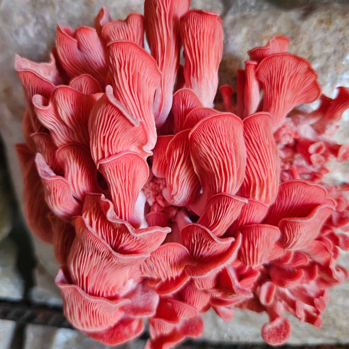 Freshly harvested Oyster and Lion’s Mane mushrooms, perfect for gourmet cooking and healthy seasoning