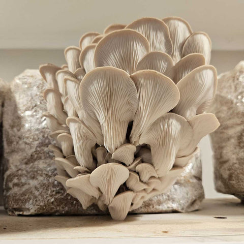 Freshly harvested Oyster and Lion’s Mane mushrooms, perfect for gourmet cooking and healthy seasoning