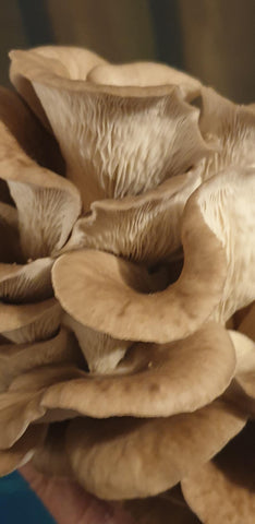 Raglan Oyster Mushroom Fresh