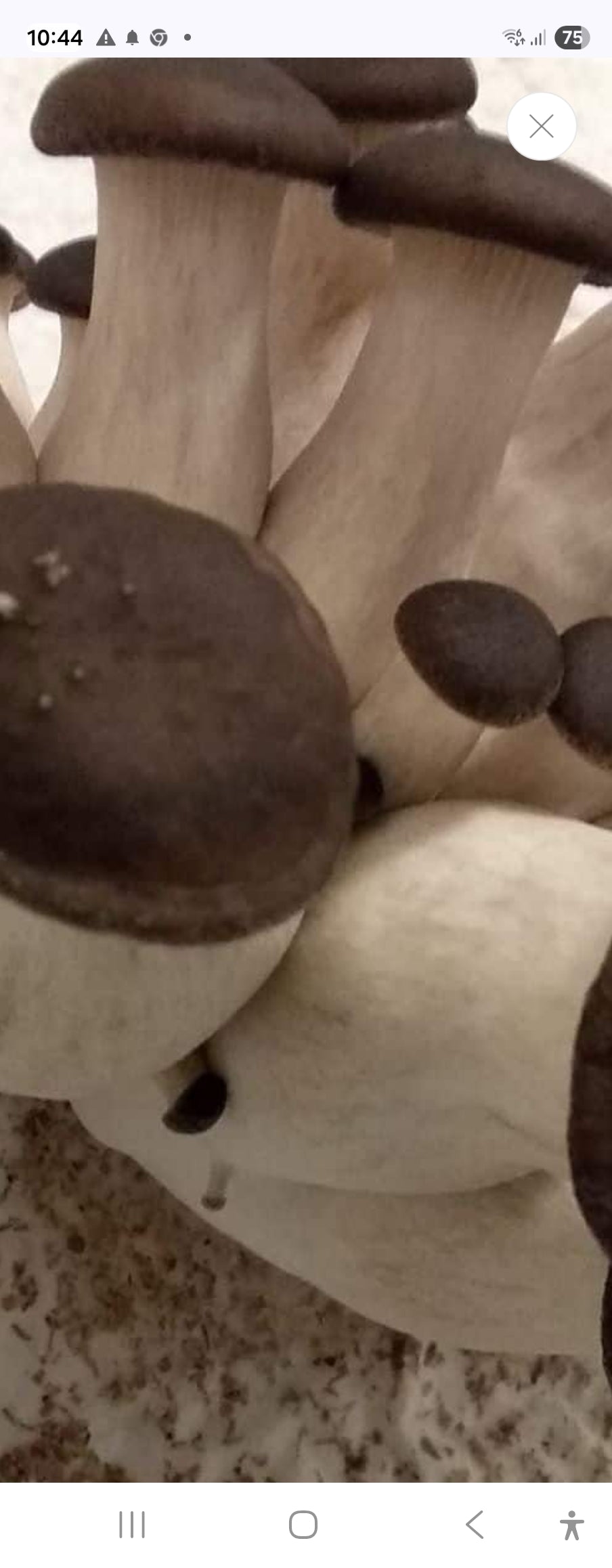 King Black Oyster Mushroom Fresh