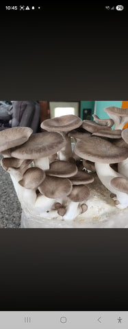 King Black Oyster Mushroom Fresh