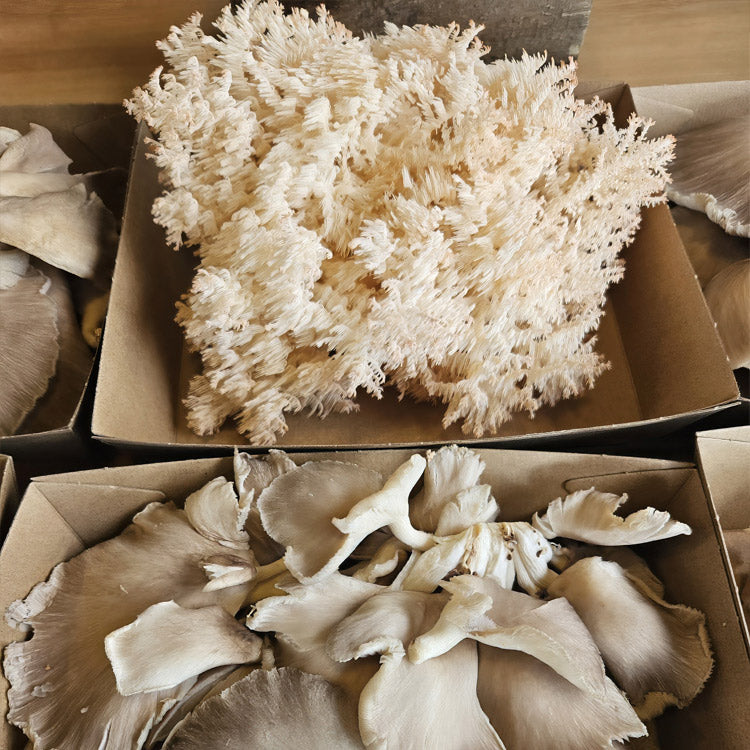 Pekepeke-Kiore mushrooms, showcased as NZ’s native Smart Mushroom for cognitive and health benefits