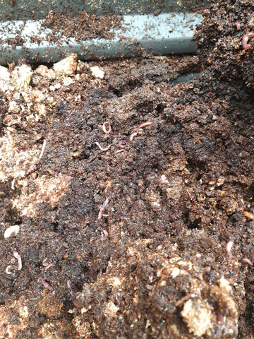 Mushroom Compost 20kg