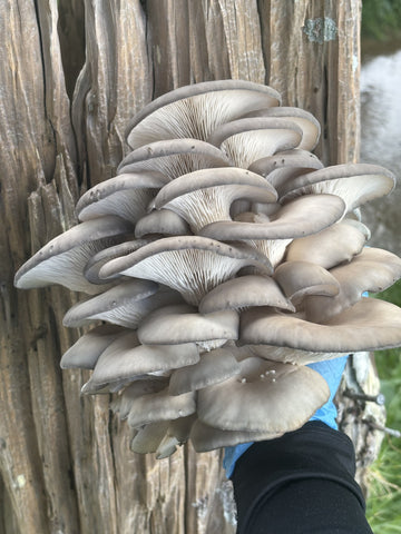 Blue Oyster Mushroom Fresh
