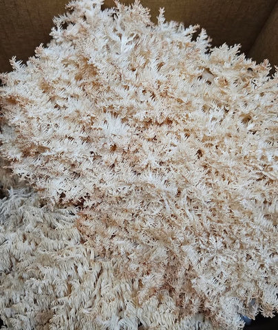 NZ Lion’s Mane Mushroom Fresh