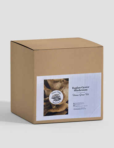 Raglan Oyster Mushroom Home Grow Kit