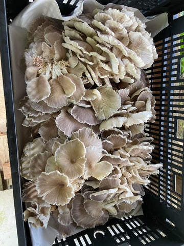 Italian Oyster Mushroom Fresh