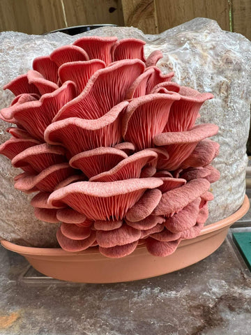 Pink Oyster Mushroom Fresh